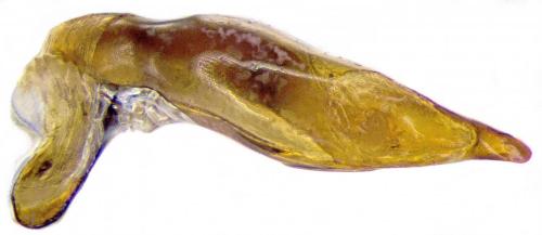 Réf. 215 882 : Cymindis sp.